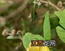 梵天花的作用与功效与作用 梵天花的作用与功效