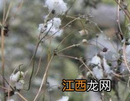 野棉花根的功效与作用 野棉花根的功效与作用可以治胃病嘛