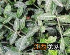 黄花稔的功效与作用和图片 黄花稔的功效与作用