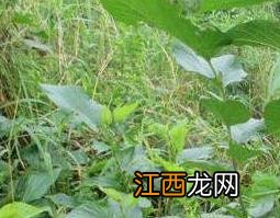 老桑树枝的功效与作用 老桑树枝的功效与作用及禁忌