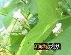 青竹标的功效与作用及药用价值 青竹标草药图片兼药效