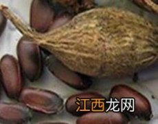 腊梅种子的功效与作用 腊梅种子的作用和功效