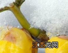 腊梅油的用途 腊梅油的功效与作用