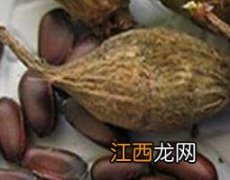 腊梅果子的功效 腊梅籽的功效与作用