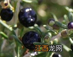 野生黑枸杞怎么吃好