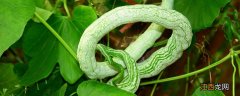 蛇瓜种子怎么种 蛇瓜种子直接种可以吗
