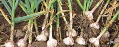 大蒜后期用什么肥料好 大蒜初期施肥用什么肥料好?
