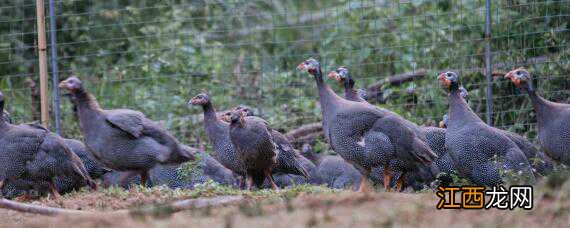 珍珠鸡有野生的吗 珍珠鸡是野生动物吗