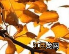 银杏叶的功效与作用和副作用 银杏叶的功效与作用