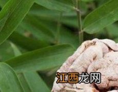 竹黄泡酒的功效与作用和配方 竹黄泡酒的功效与作用