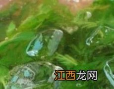 干艾叶熬水洗脸好处有哪些 干艾叶熬水洗脸好处多