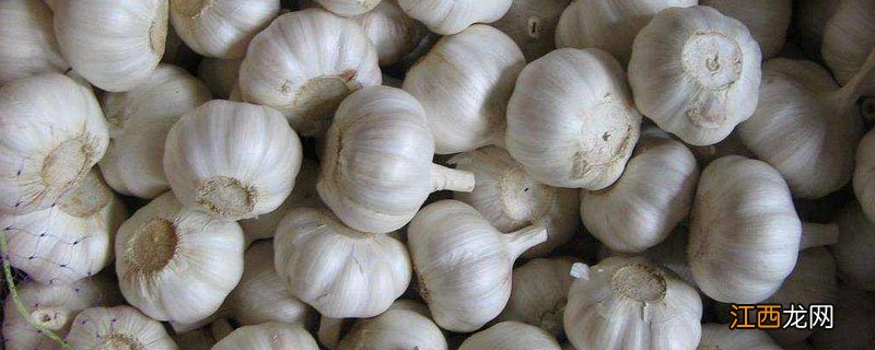 大蒜埋在土里几天能发芽 大蒜埋土里多久能发芽