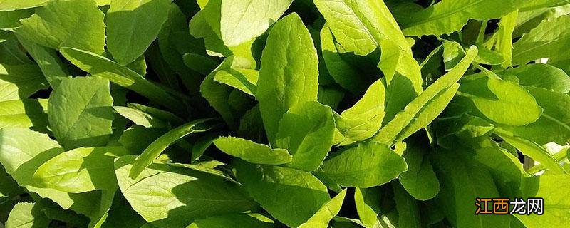 油麦菜的发芽温度和生长温度 油麦菜发芽温度