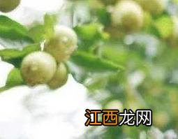 羊奶树根的功效与作用及药用价值 羊奶树的根有什么作用