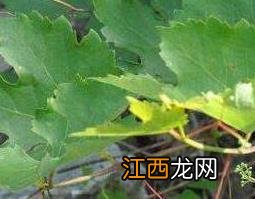 见肿消的作用与功效图片草药 见肿消的作用与功效