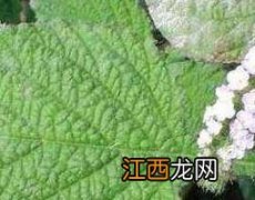 蟾蜍草的功效与作用