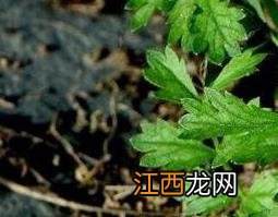 赖子草的功效与作用及禁忌 赖子草的功效与作用