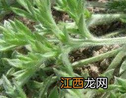 茵陈的功效与作用 茵陈的功效与作用点