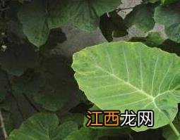 海芋叶的功效与作用 海芋叶的功效与作用图片