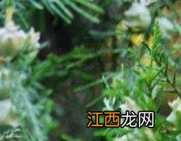 柏树籽能吃吗 柏树籽能生吃吗