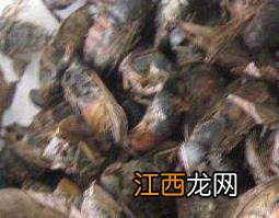 虻虫的功效与作用及禁忌 虻虫的功效与作用及禁忌是什么