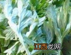 女性喝艾叶水有什么用 女人喝艾叶水的功效与作用