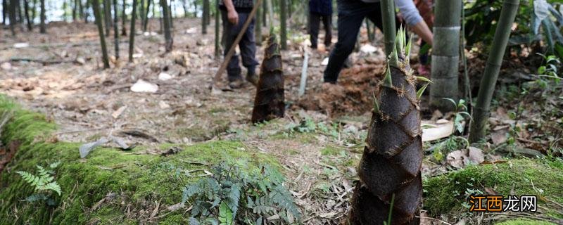 北方产竹笋吗 竹笋北方可以种植吗