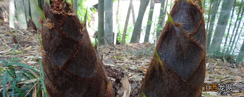 竹笋和竹子的关系 竹子竹笋是什么关系