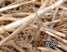 干茅根的功效与作用 干茅根的功效与作用禁忌