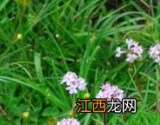 穗甘松精油的功效与用法 穗甘松精油的功效与作用