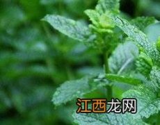 薄荷素油的功效与作用 薄荷素油的功效与作用及副作用