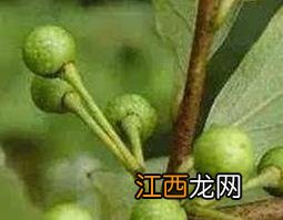 大果木姜子的功效与作用及禁忌 大果木姜子的功效与作用