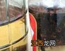 野生黄蜂泡酒的功效与作用