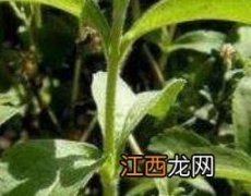 甜菊叶的功效与作用和主治 甜菊叶的功效与作用