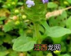 夏枯草叶的护肤功效与作用 夏枯草叶的护肤功效