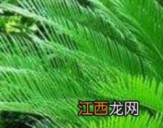 铁树叶的功效与作用图片 铁树叶的功效与作用