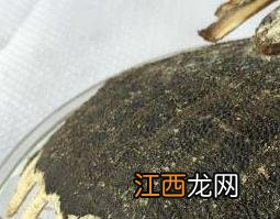 鳖甲粉的功效与作用 鳖甲粉的功效与作用与副作用及性味归经