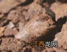 茶籽饼的功效与作用 茶籽饼的副作用 茶籽饼的功效与作用