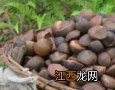 茶籽壳泡水喝有什么作用 茶籽壳煲水有什么作用