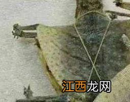 蛤蚧的功效与作用