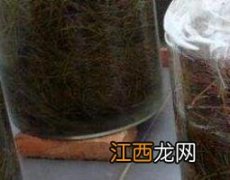 松针泡酒的功效与作用及食用方法 松针泡酒的功效与作用