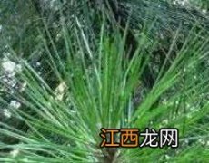 马尾松针的药用价值与功效作用 马尾松针的药用价值与功效作用图片