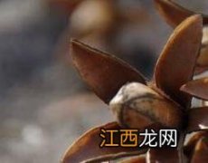 香椿树果子怎么服用效果最好 香椿树果子怎么服用