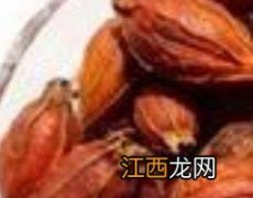 菊苣栀子有什么作用 菊苣栀子的功效和作用