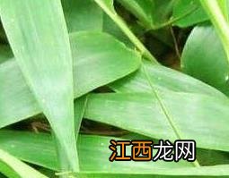 中药淡竹叶的功效与作用及禁忌 淡竹叶的功效与作用及禁忌