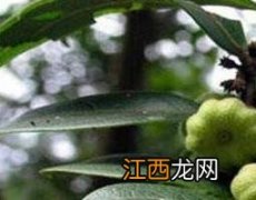 算盘子的功效与作用 算盘子的功效与作用图片