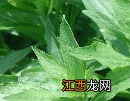 一年蓬药用主治 一年蓬的功效与作用及药用价值