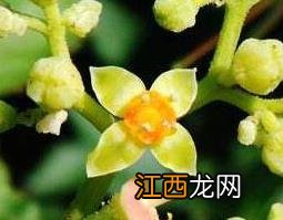 乌蔹莓的功效与作用及药用价值 乌蔹莓功效类似的中药