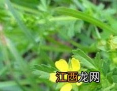 朝天委陵菜的功效与作用 朝天委陵菜的功效作用及吃法图片