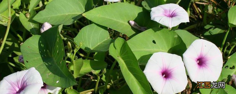 空心菜苗后除草剂有哪些 空心菜田用什么除草剂